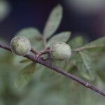 Commiphora mollis Fruto