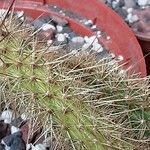 Bergerocactus emoryi Frunză