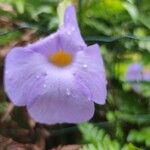 Thunbergia erecta Flor