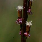 Triglochin palustris Çiçek