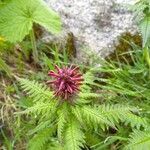 Pedicularis recutita Flor