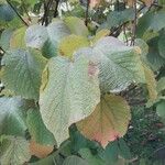 Alchornea davidii Hoja