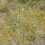 Carex pauciflora Λουλούδι