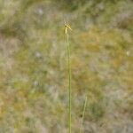 Carex pauciflora Flower