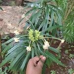 Clerodendrum indicum Folha