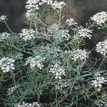 Lobularia canariensis