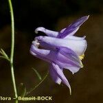 Aquilegia viscosa Λουλούδι