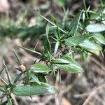 Genista germanica Leaf