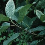 Magnolia delavayi Lapas