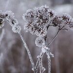 Arctium lappa 果實