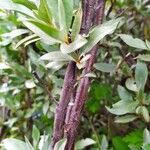 Elaeagnus commutata Kora