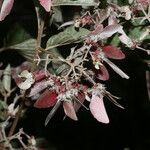 Banisteriopsis muricata Цвят
