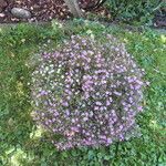 Gypsophila muralis Libunga