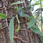 Microgramma squamulosa Leaf