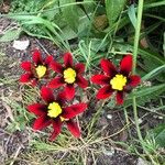 Sparaxis tricolor Květ