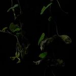 Aristolochia cymbifera Лист