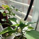 Capsicum frutescens L.Плід