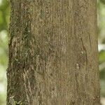 Duroia longiflora Bark