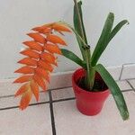 Tillandsia dyeriana Flor