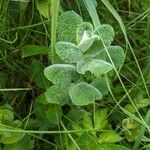 Mentha × villosa Frunză