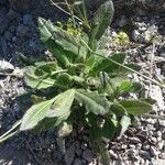 Biscutella arvernensis Jani