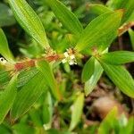 Ernodea littoralis Flor