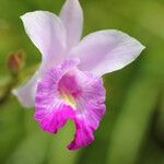 Arundina graminifolia Flower