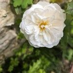 Rosa banksiae Fleur