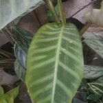 Calathea zebrinaᱥᱟᱠᱟᱢ