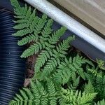 Dryopteris carthusiana برگ