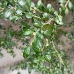 Buxus balearicaΦύλλο