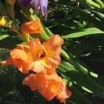 Gladiolus dalenii Blomst