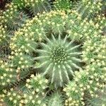 Euphorbia susannae Fleur
