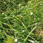 Stellaria graminea Blüte