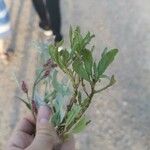 Amaranthus muricatus পাতা