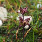 Pedicularis roylei Хабит