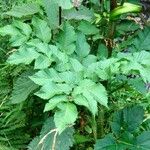 Angelica sylvestris Leaf