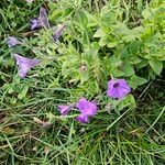 Petunia × atkinsianaÕis