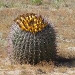 Ferocactus wislizeni Fruto