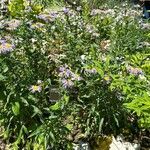 Erigeron speciosus Yeri
