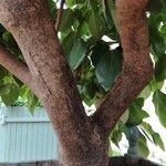 Oreopanax nymphaeifolius Corteza