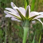 Tragopogon pterodes