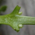 Ceratopteris cornuta Blatt