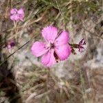 Dianthus scaber Kvet