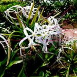 Crinum asiaticum 花