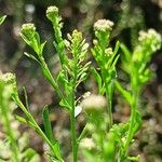 Lepidium densiflorum Лист