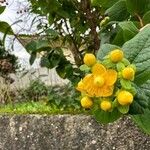 Hypericum × inodorum Blüte