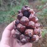 Pinus pinea Fruit