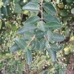 Ligustrum sinense Folha
