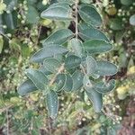 Ligustrum sinense List